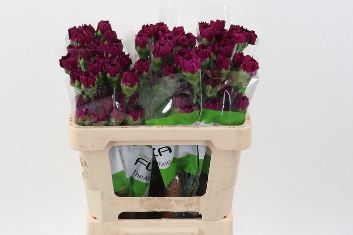 <h4>Di St Golem Purple 50cm</h4>