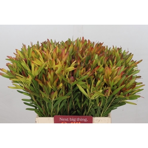 Leucadendron Ayoba Cherry Pearl