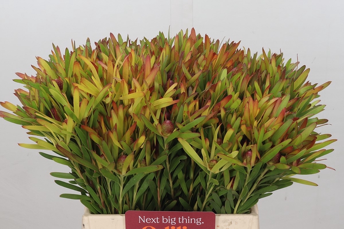 <h4>Leucadendron Ayoba Cherry Pearl</h4>