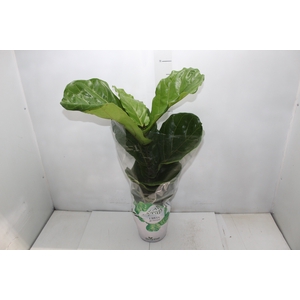 FICUS LYRATA P17