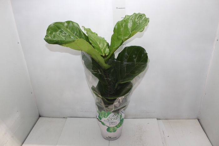 <h4>FICUS LYRATA P17</h4>
