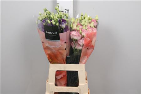 <h4>Eus G Alissa Gemengd</h4>