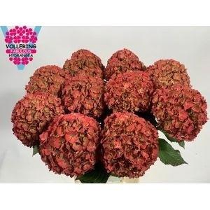 <h4>HYDR M ROY ANASTA CL</h4>