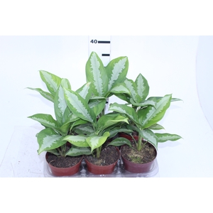 AGLAONEMA PATAYA P12