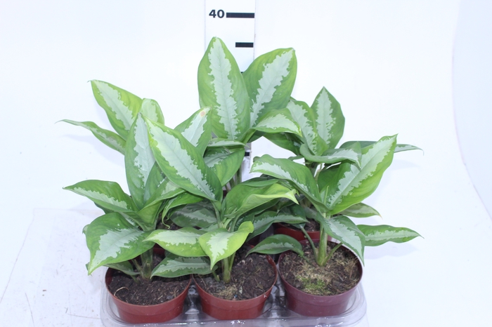 AGLAONEMA PATAYA P12