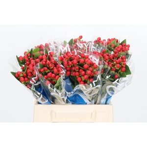 Hyp Coco Rio Rood