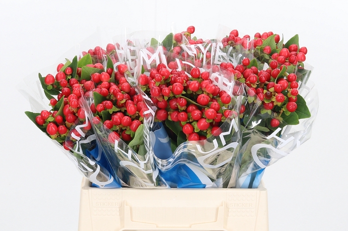 <h4>Hyp Coco Rio Rood</h4>