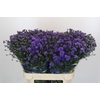 Aster Dark Rose