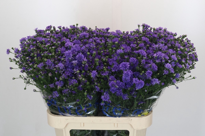 Aster Dark Rose