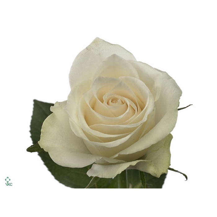 <h4>Rosa Athena</h4>