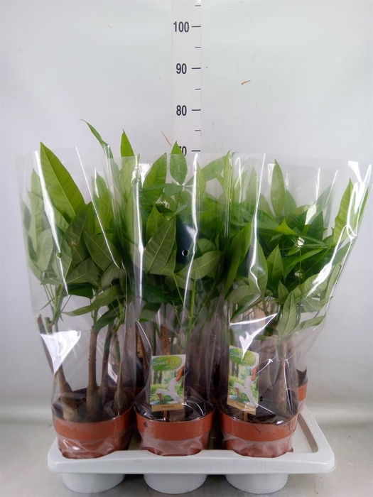 <h4>Pachira aquatica</h4>