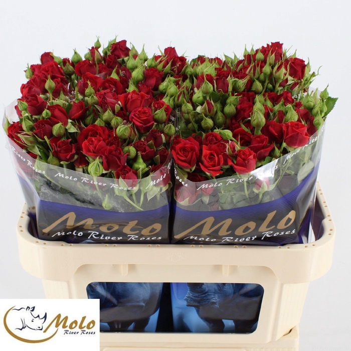 <h4>R TR MIRABEL</h4>