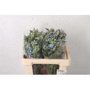 Oxypetalum Tan Pur Blue
