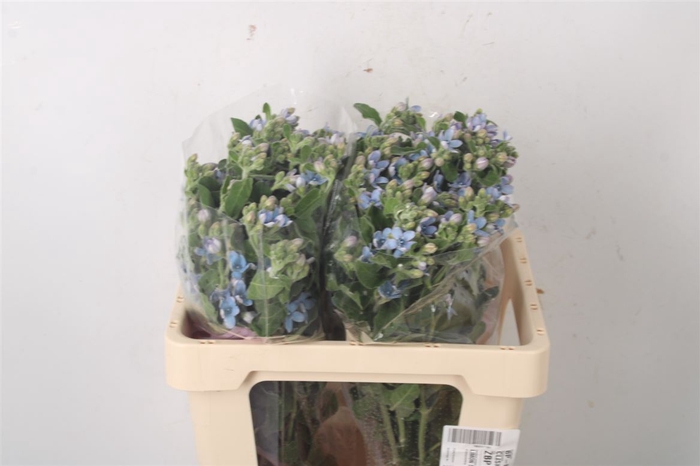 <h4>Oxypetalum Tan Pur Blue</h4>