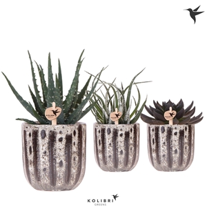 Kolibri Greens Succulenten mix in Soul pot