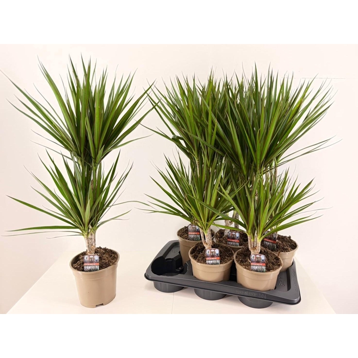 <h4>DRA MARGINATA</h4>