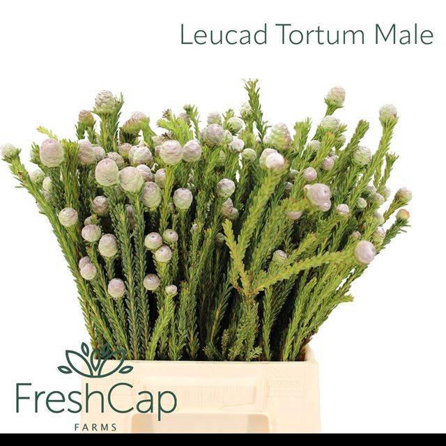 <h4>LEUCAD LINIFOLIUM</h4>