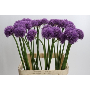 Allium Gladiator