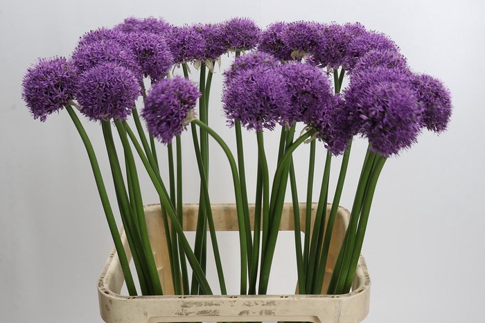 Allium Gladiator