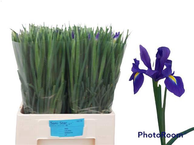 <h4>IRIS BLUE MAGIC</h4>