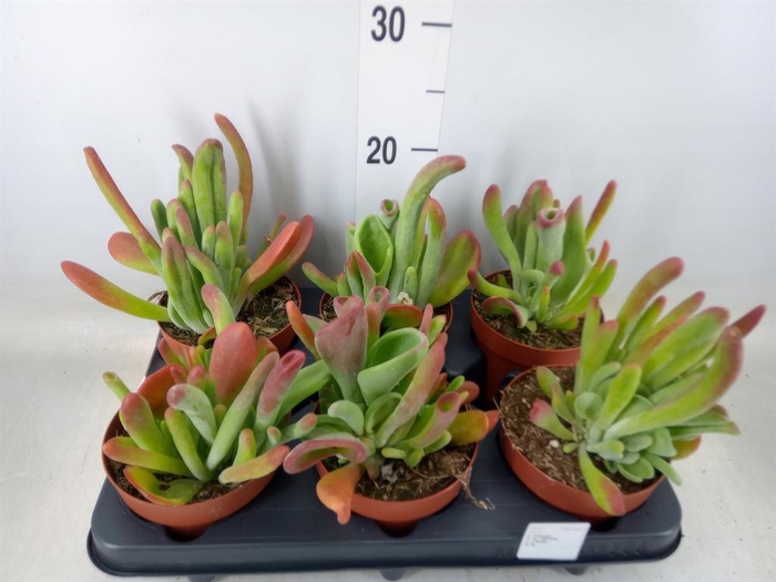 <h4>Kalanchoe NF   ...</h4>