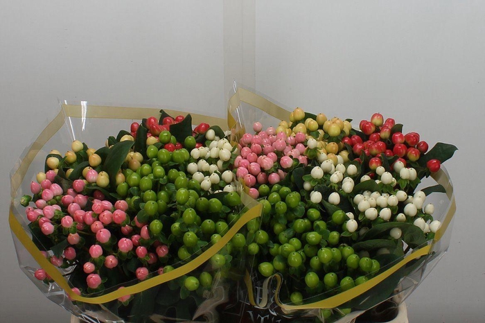 <h4>Hyp Coco Gemengd 70cm</h4>