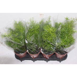 ASPARGO ALFINETE P15