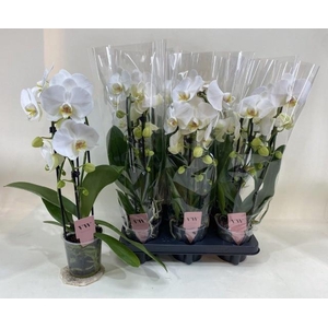 PHAL EL CASCADE