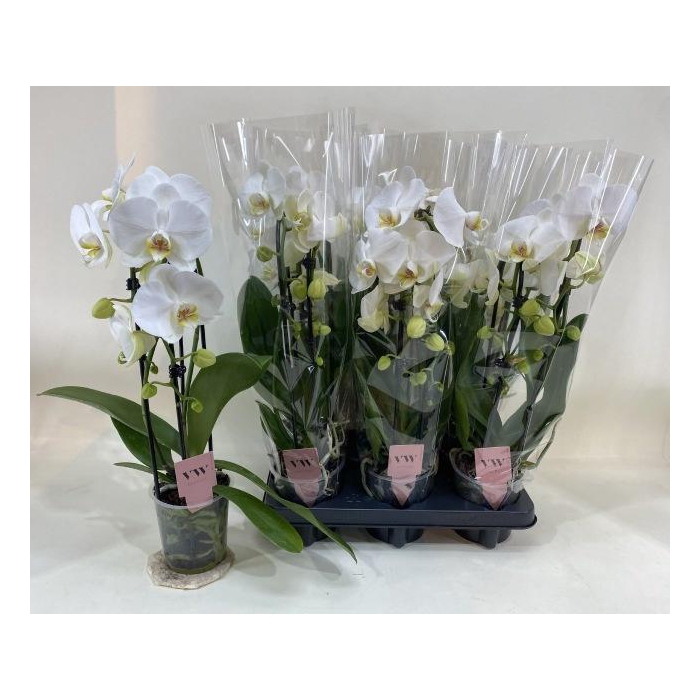 <h4>PHAL AN GLASGOW</h4>