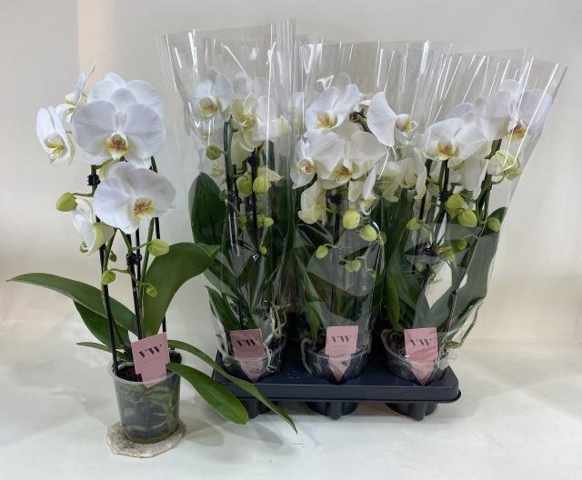<h4>PHAL EL CASCADE</h4>