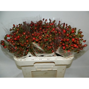 ROSA CLASS FRUITILIA