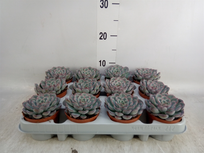 <h4>Echeveria  'Hercules'</h4>