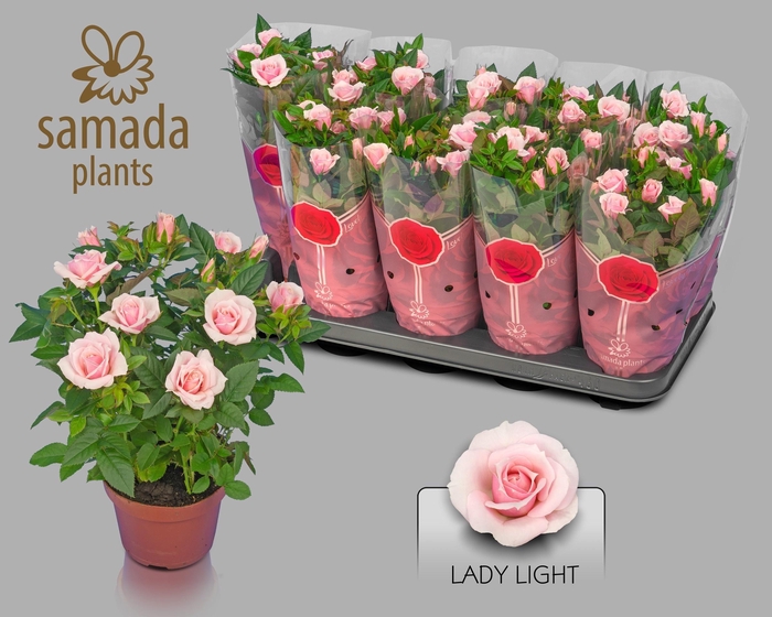 <h4>RO LADY STAR</h4>