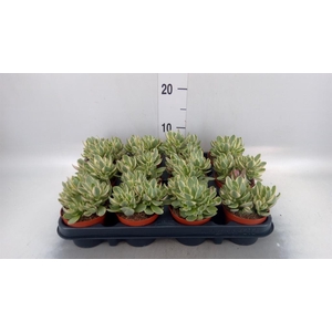 Crassula   ...