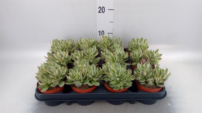 <h4>Crassula   ...</h4>