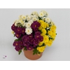 Chrysanthemum  'Rosanna Car'  ..mix