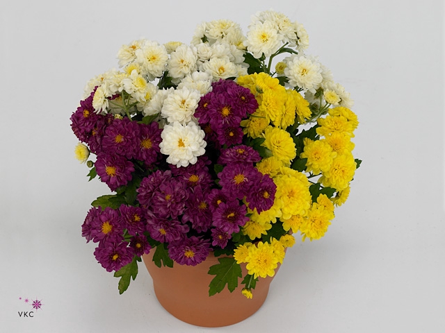 Chrysanthemum  'Rosanna Car'  ..mix