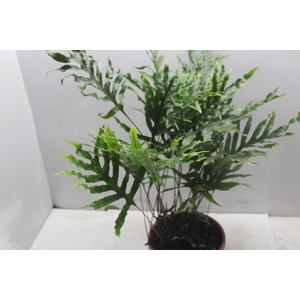 SAMAMBAIA JAMAICA C24