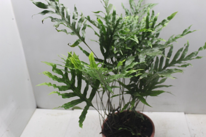 <h4>SAMAMBAIA JAMAICA C24</h4>