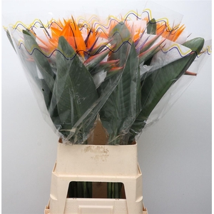 Strelitzia Reginae