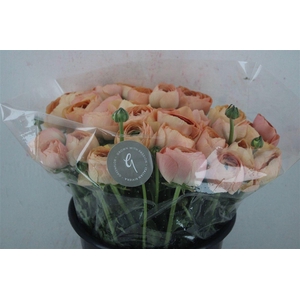 Ran Cloni Sup Champagne