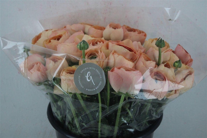 <h4>Ran Cloni Sup Champagne</h4>