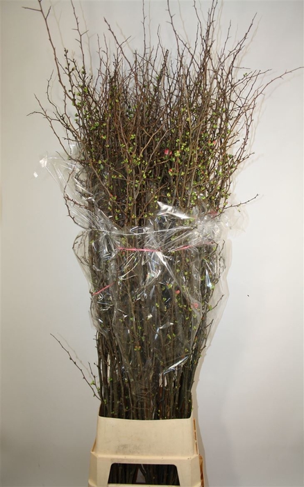 <h4>Chaenomeles Superba 160cm</h4>