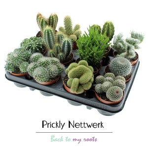 CACTUS GEM
