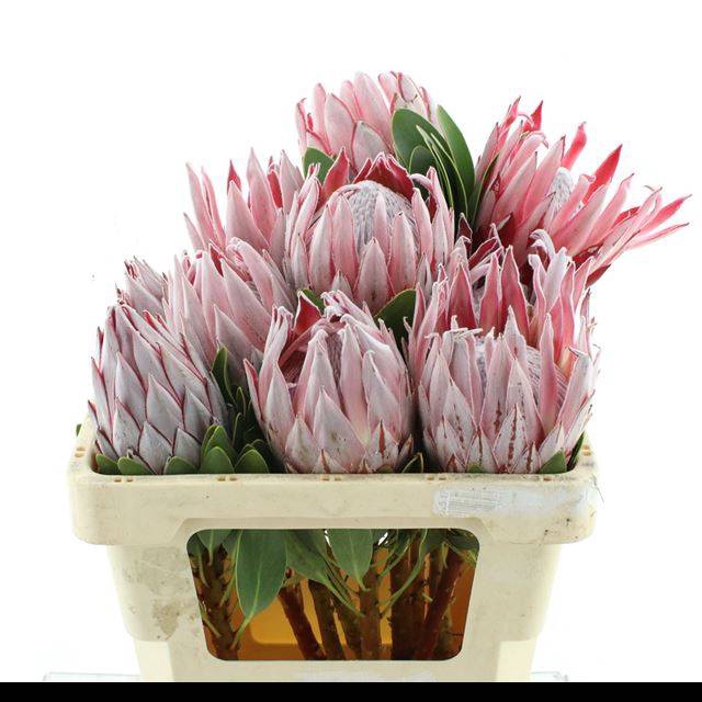 <h4>PROTEA CYNAROIDES</h4>