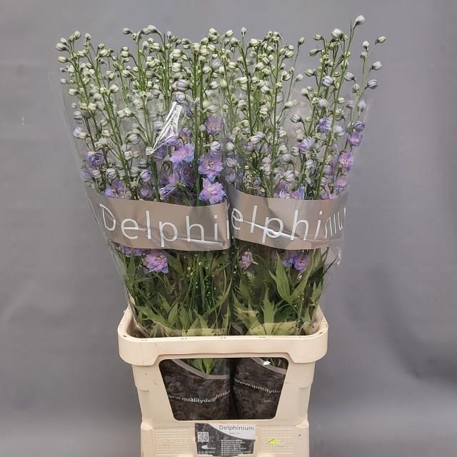 <h4>DELPH DU DELP BL POW</h4>