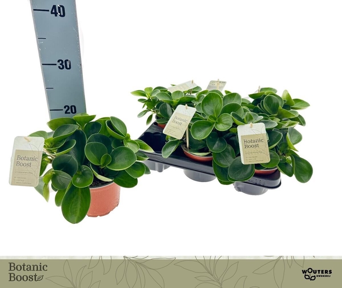 <h4>PEP OBT GREEN GOLD</h4>