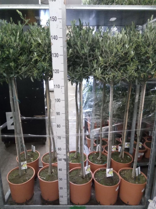 <h4>Olea europaea</h4>