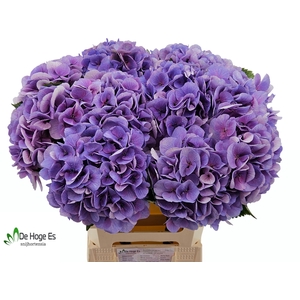 HYDR M ROYAL LOVE B