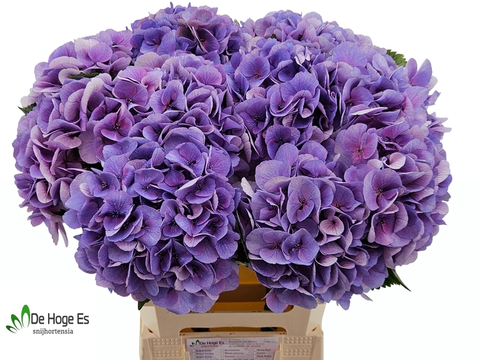 <h4>HYDR M ROYAL LOVE B</h4>